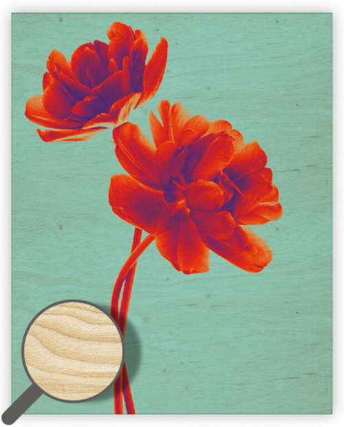 Dřevěný obraz Tulip